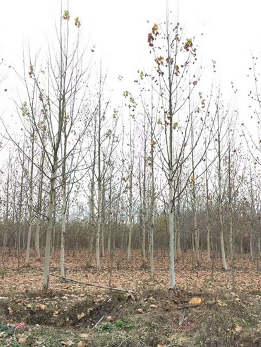 點擊查看詳細信息<br>標題：法桐 閱讀次數(shù)：3601
